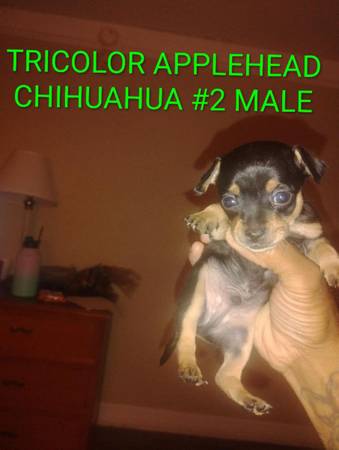 Teacup  Chihuahua (Houston)63859315501699121