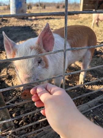 Hereford/Hampshire Gilt Piglet 1