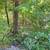 Lake Perry lot - .361 ac wooded lot 6 thumbnail