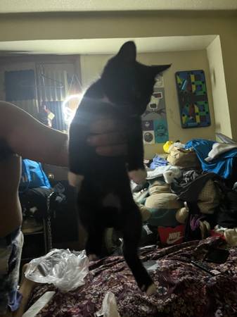 4 gatitos machos (Bronx)63930930217602120