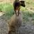 Baby Mini Nigerian Pygmy Goats 9 thumbnail