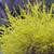 Perennials - Sun and Shade - Available til mid-October 1 thumbnail