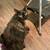 Mixed calico cat 1 thumbnail