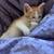 Two Sokoke kitty brothers ready to join your family! 4 thumbnail