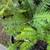 🌿 Sword Ferns - Clumping 5 thumbnail