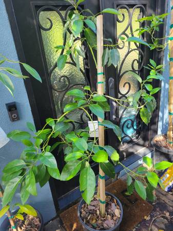 Big Fuerte Avocado Tree 1