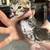 Bengal kittens 2 thumbnail