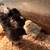 65 Chicks 1 thumbnail