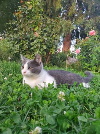 Gatito bonito (Kennewick)63827961850881122