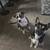 Dog 3 thumbnail