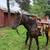 4 year old gelding 6 thumbnail
