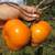 persimmon trees( hardy  for  zones 7 and higher) 1 thumbnail