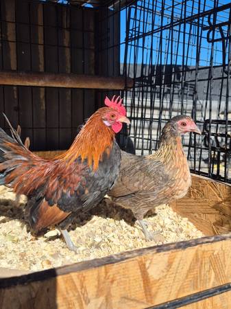 BB Red Azteca Pair 1