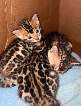 Gato miniatura Bengal (210 three00 9627)