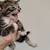 Kitten 2 thumbnail