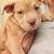 Rehoming Puppy 3 thumbnail
