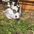 English Spot Rabbits 1 thumbnail
