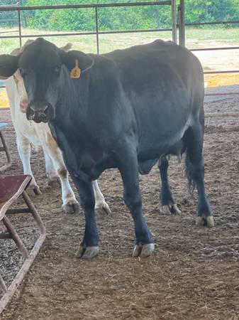 Brangus cow 1