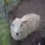 Sheep 1 thumbnail