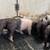 Show pigs/breeding stock 16 thumbnail