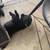 Sweet Lab Pup 1 thumbnail