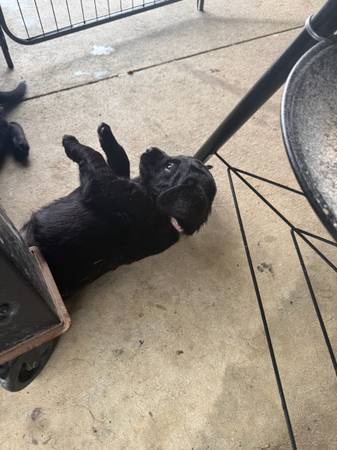 Cachorro de labrador dulce (Dothan)