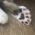 Beautiful Savannah & Point Lynx mix kittens 5 thumbnail