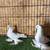 Pigeons 5 thumbnail