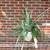 House Plant - Ananas Lucidus - Red Spineless Pinapple 5 thumbnail