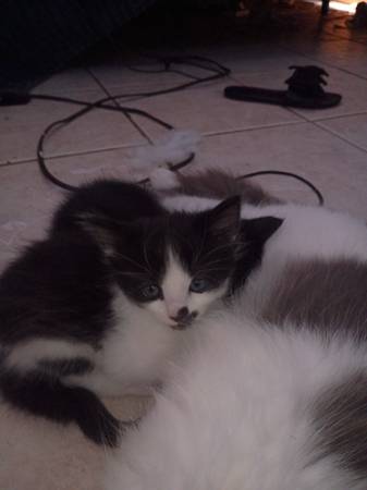 4 weeks old kittens 2 females 1 boy (Inverness)63899422740994123