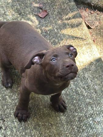 Cachorros de raza mixta 8 semanas (Raymore)63791635474433124
