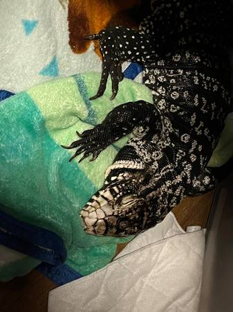 Tegu and ball pythons (Stephens City)64316950548355121