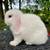 Cuddly Holland Lop Male 2 thumbnail