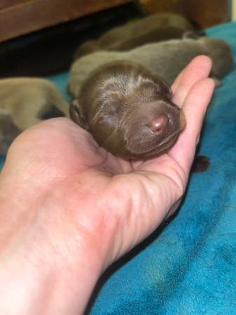 Cachorros Lab (Piney Flats)63989854823810124