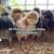 Easter Eggers 2 thumbnail