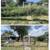 Alamo green works lawn care 8 thumbnail