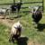 Goats! 2 thumbnail