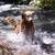 ***LONG TERM PET CARE IN MY HOME ON 5 ACRES **** 12 thumbnail