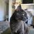 free friendly cats 5 thumbnail
