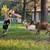 Beautiful miniature Nigerian Buck 6 thumbnail