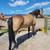 Tennessee Walker Mare 5 thumbnail