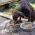 Doberman puppy 2 thumbnail