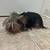 Yorkies 6 thumbnail