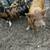 Kune Kune piglets 1 thumbnail