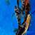 Large domestic butterfly koi 3 thumbnail