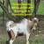 Young goats Males & Females,  goat 19 thumbnail