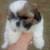 Shih tzu puppies 1 thumbnail