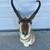 Vintage antelope taxidermy 2 thumbnail