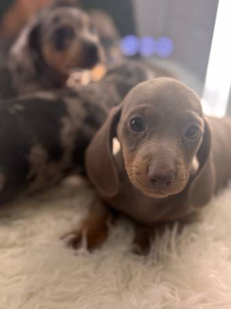 Dachshund 1