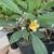 Plumeria Plant 4 thumbnail